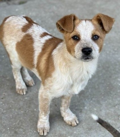 Phil – verlassener Welpenjunge sucht sein Glück