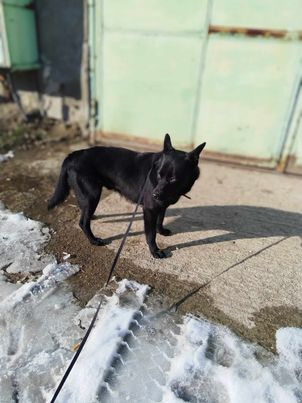 Freundlicher Franjo sucht Anschluss