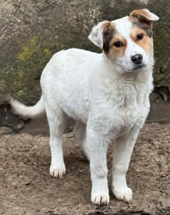 Hübsches Hundekind Adina