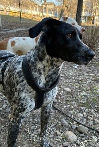 Lady –edle Hundedame sucht aktives Zuhause