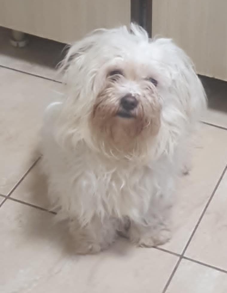 Bichon-Hundekind Chipy sucht liebes Zuhause