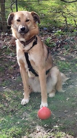 Sensible Schmuse-Raluca sucht einfühlsames Zuhause 