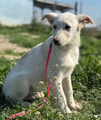 Hübsches Hundekind Claire sucht liebevolles Zuhause