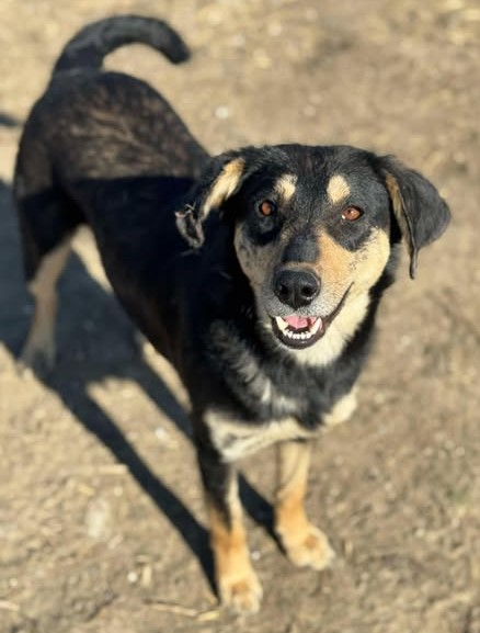 Sensible Amelia sucht einfühlsames Zuhause