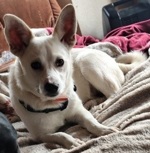 Liebesbedürftiges und verspieltes Hundekind Rieke sucht Familie