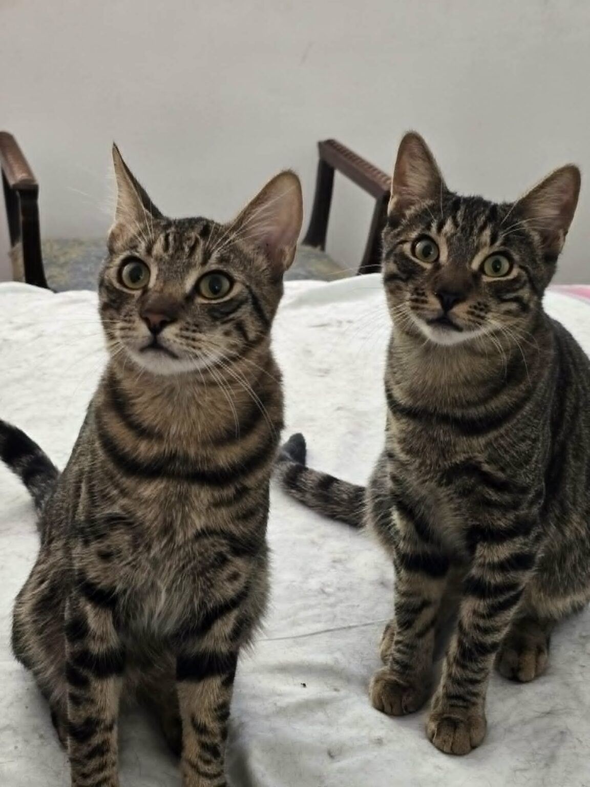Tobi & John – ein süßes Kater-Pärchen sucht gemeinsames Zuhause