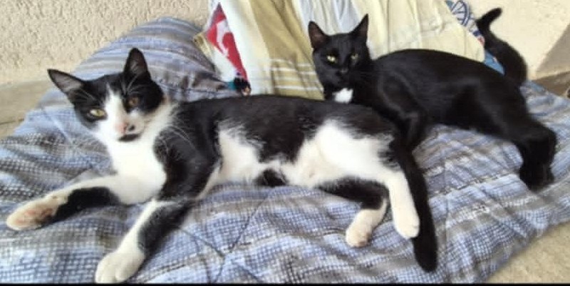 Felix & Nero – zwei liebe Brüderchen