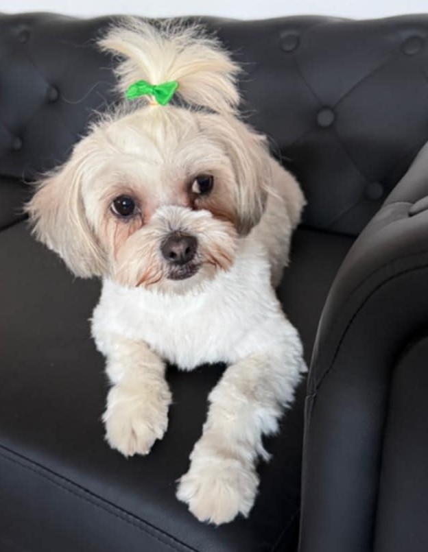 Bichon-Dame Jojo schmust gern