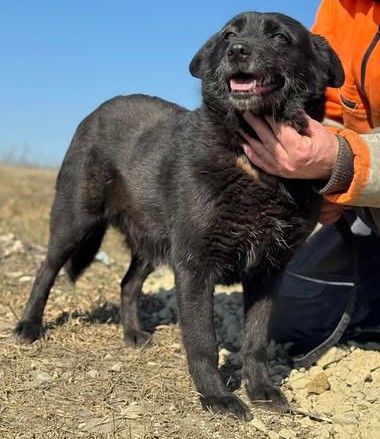 Nori – ausgedient und herzlos im Shelter entsorgt