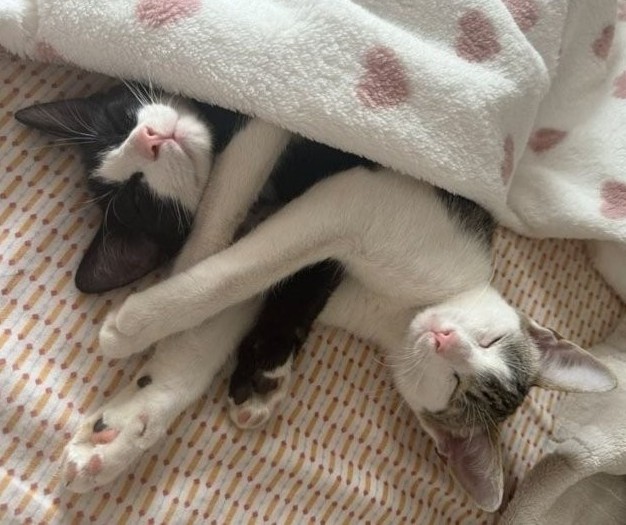 Schmusekätzchen Bella & Luna – zwei beste Freundinnen