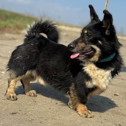 Kleiner Witzbold Rüdiger – ein Prachtkerl auf kurzen Beinchen