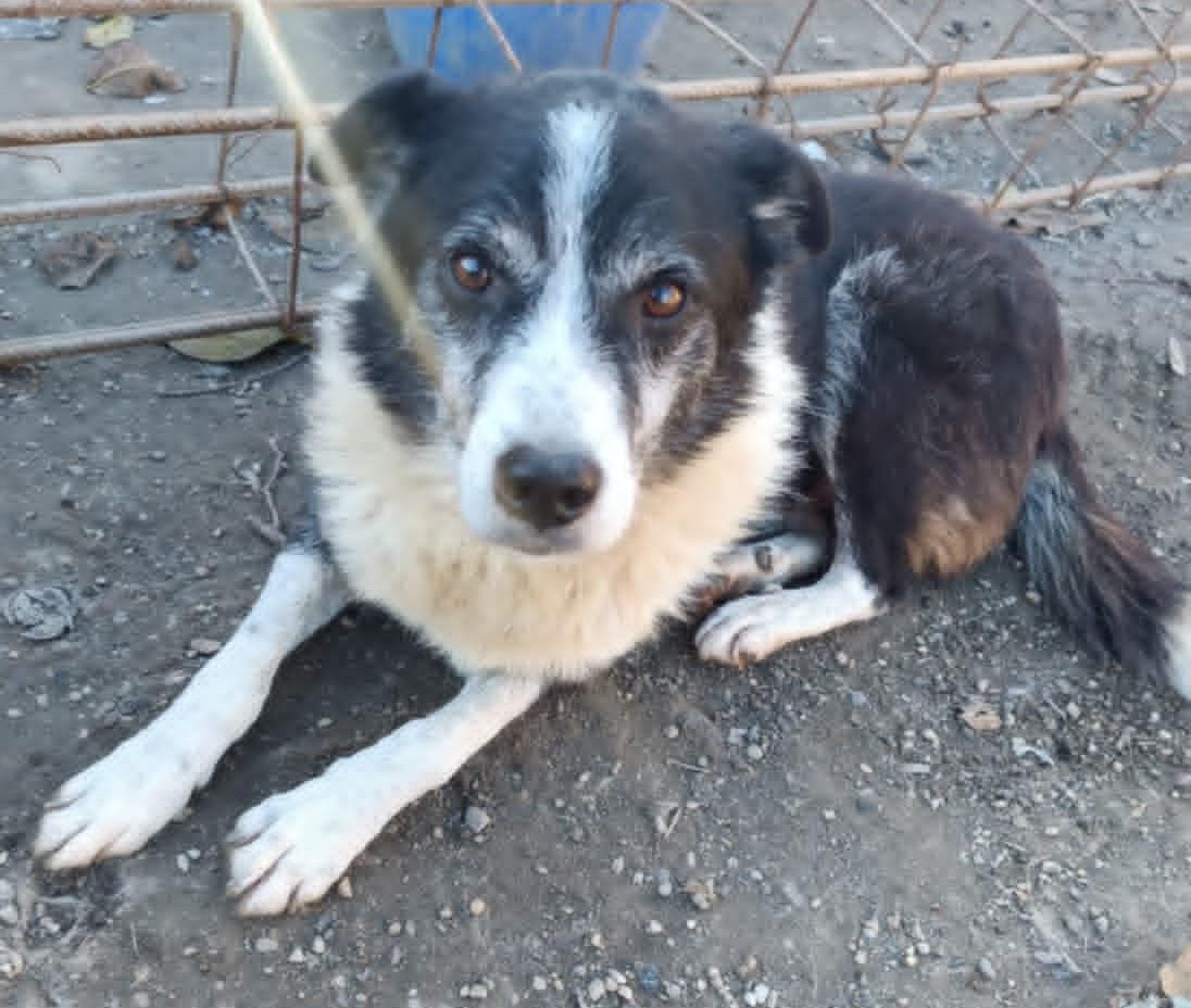 Wundervoller Hundeopi Florică sucht dringend neues Zuhause