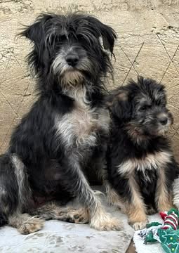 Sehr liebenswerte Hundedame Joy