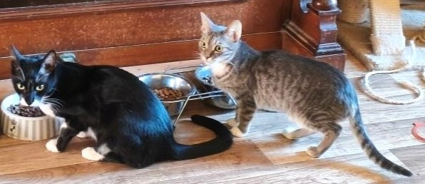 Zarte kleine Katzendame Alis & sensibler Bruder Mickey suchen gemeinsames Zuhause