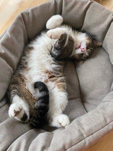 Sensible Kuschelkatze Suzy sucht liebevolles Zuhause