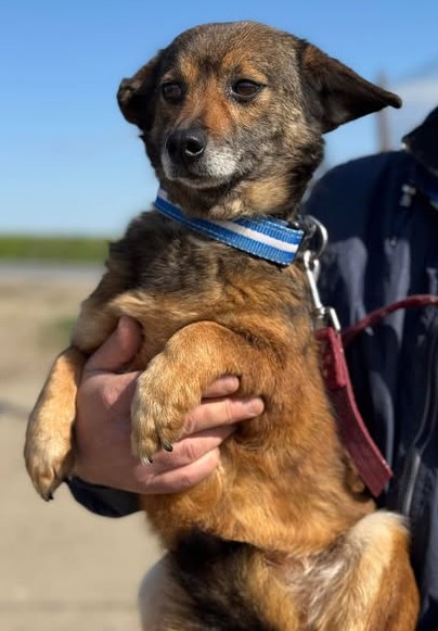 Liebenswerte Hundedame Svea sucht geduldiges Zuhause