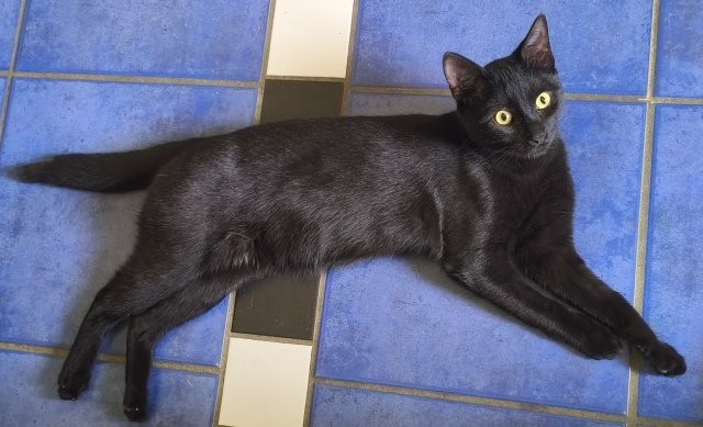Agiler Jungkater Kiko sucht aufgeweckte Familie 