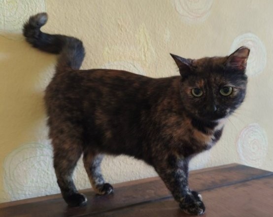 Gemütliche Schmusekatze Tala sucht Kuschelplätzchen
