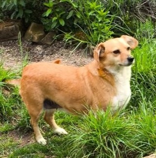 Bengy – liebe Hunde-Omi sucht liebevolles Zuhause