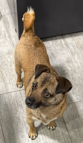 Traurige Mini-Wally sucht neue Familie