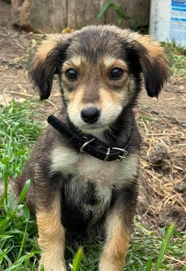 Elvira – ein schüchternes Hundekind sucht Sicherheit und Geborgenheit