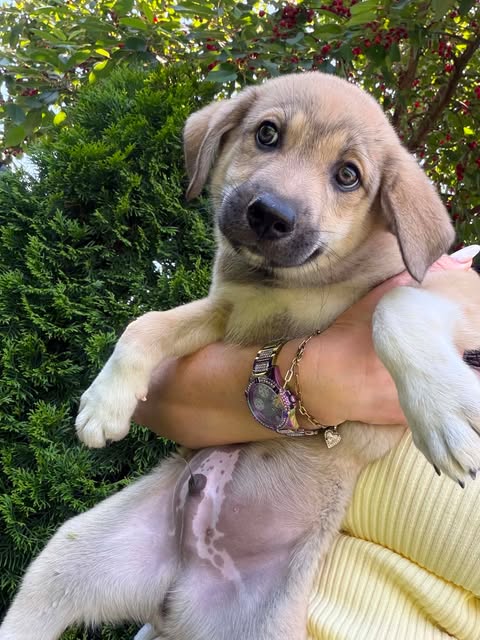 Hundekind Amadeo möchte geliebt werden