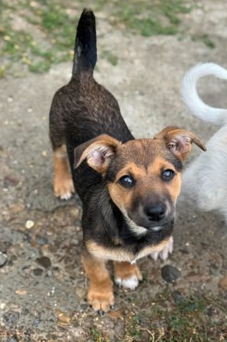 Fröhliches Hundekind Jessie