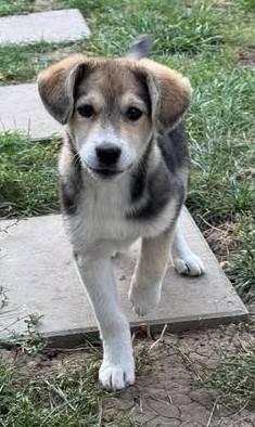 Hundekind Minga sucht Zuhause