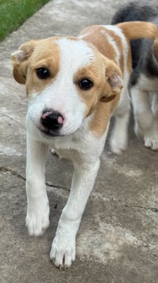Hübsches Hundekind Marissa
