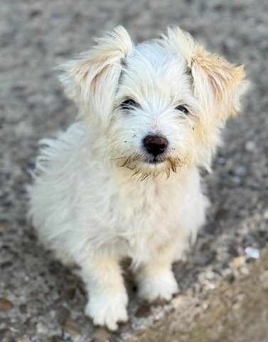 Sonnenschein Fibi – unser entzückendes Bichon-Mix-Hundekind