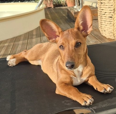 Fröhliches Hundekind Missy mit den Fledermausohren