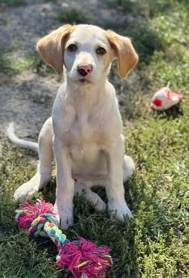 Liebenswertes Hundekind Samson