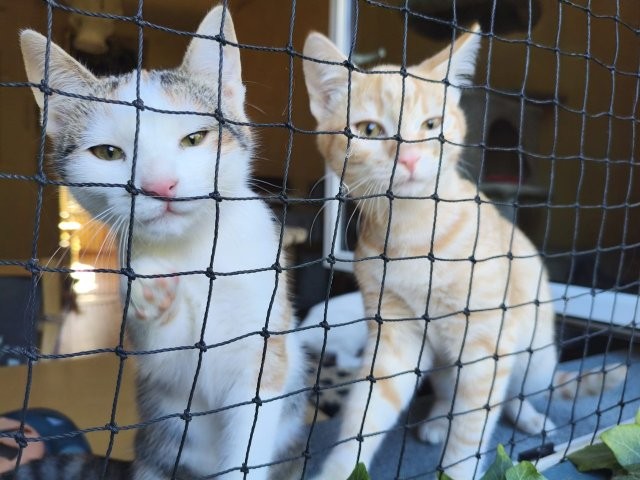 Garfi & Ariana – zwei entzückende Katzenkinder