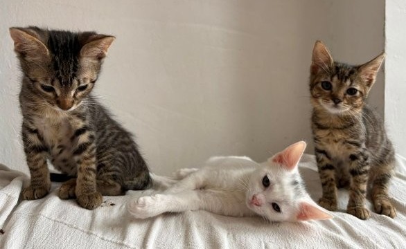 Amy & Boy – zwei kleine Tigerchen suchen gemeinsames Zuhause